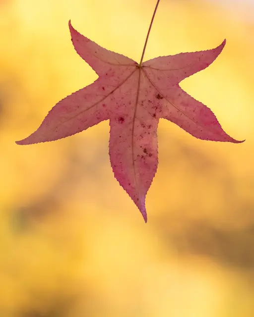 Roter Stern vor gelbem Hintegrund | Foto: Stefan Seiz