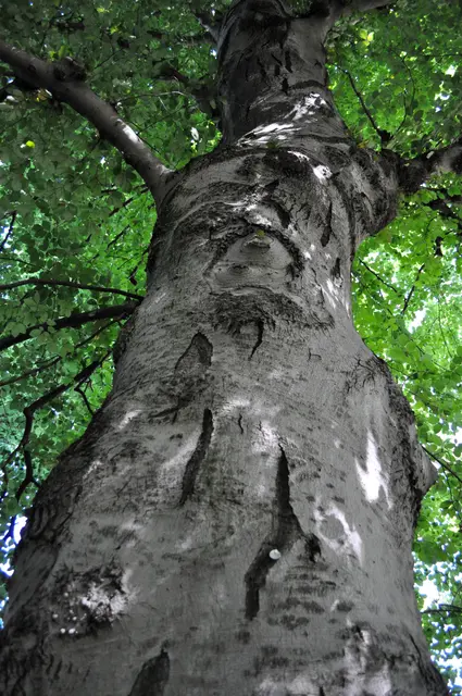 Mächtige alte Bäume gibt es auch im Park. | Foto: Daniela Somers