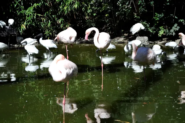 Flamingos und Ibisse in der großen Voliere im Sardischen Garten. | Foto: Daniela Somers