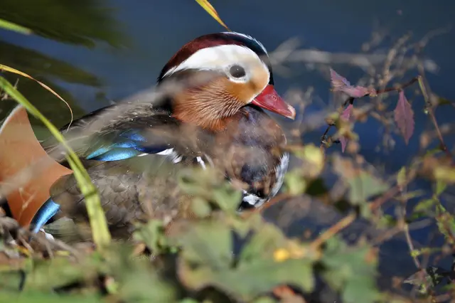 Mandarinente. Einfach nur hübsch. | Foto: Daniela Somers