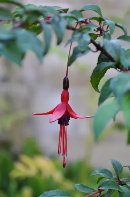 Fuchsienblüte. Ein kleines Kunstwerk der Natur | Foto: Daniela Somers