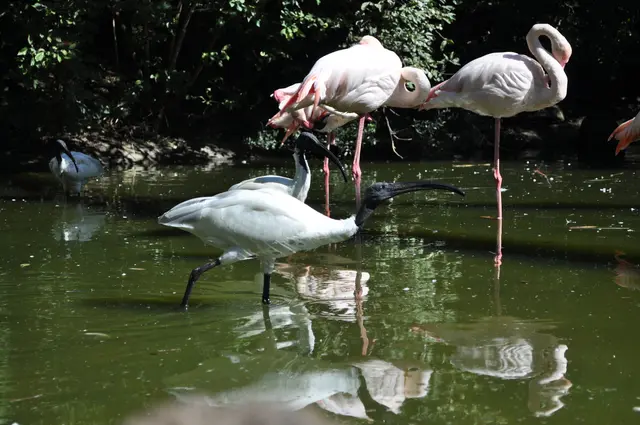 Flamingos und Ibisse in der großen Voliere im Sardischen Garten. | Foto: Daniela Somers