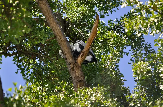 Der Graureiher auf seinem Baum. | Foto: Daniela Somers