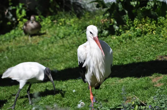 Friedlich zusammen. Storch, Ibis und Ente. | Foto: Daniela Somers