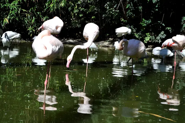 Flamingos und Ibisse in der großen Voliere im Sardischen Garten. | Foto: Daniela Somers