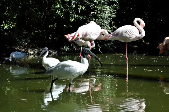 Flamingos und Ibisse in der großen Voliere im Sardischen Garten. | Foto: Daniela Somers