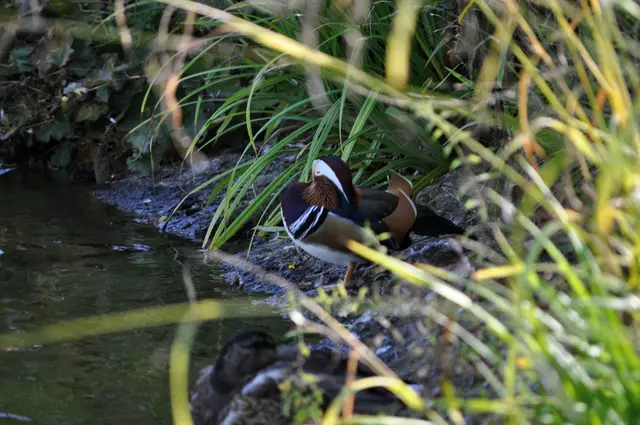 Mandarinenten gibt es auch am See | Foto: Daniela Somers