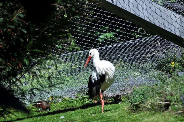 Einer der Störche im Sardischen Garten. | Foto: Daniela Somers