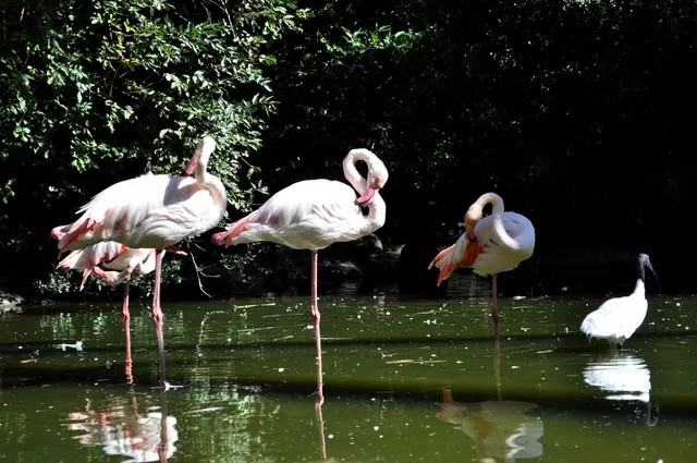 Flamingos und Ibisse in der großen Voliere im Sardischen Garten. | Foto: Daniela Somers