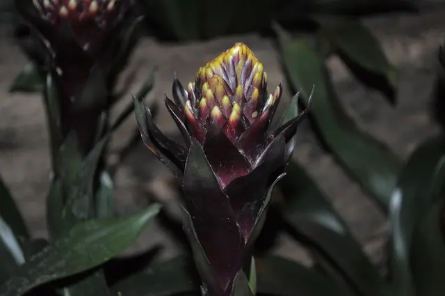 Guzmania-Blütenknospe. Die Guzmania monostachia gehört zu den Bromeliengewächsen. Im Blühenden Barock habe ich sie im  Posilippo-Tunnel gesehen. Der Tunnel führt direkt zu der großen begehbaren Voliere im Sardischen Garten. | Foto: Daniela Somers