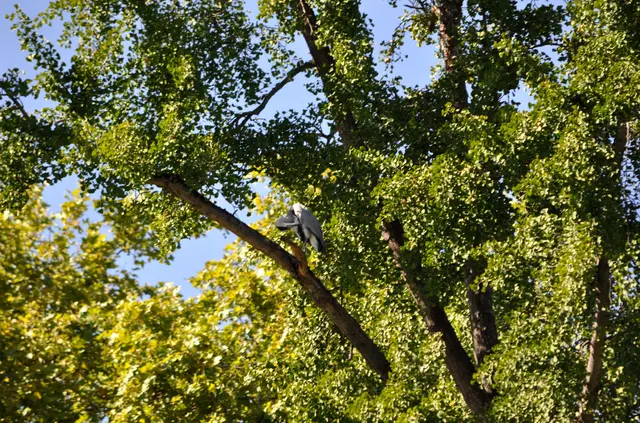 Diesen Graureiher habe ich schon im letzten Jahr beobachtet. Der Baum direkt am Schüsselesee ist woh ideal für ihn. Da sieht er gleich seine nächste Fischbeute. | Foto: Daniela Somers