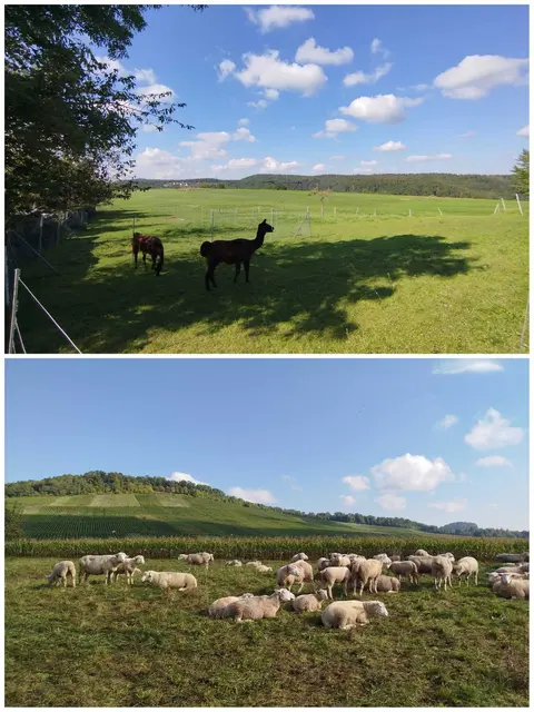 das kann man unterwegs sehen | Foto: E. Rosendorf