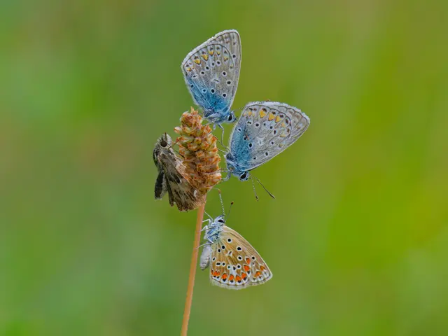 Neben den drei wie in einer Reihe aufgereihten Bläulingen tanzt der Falter nicht nur farblich aus der Reihe.  | Foto: Tanja Blind
