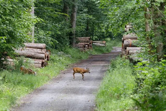 Foto: c uschipohl