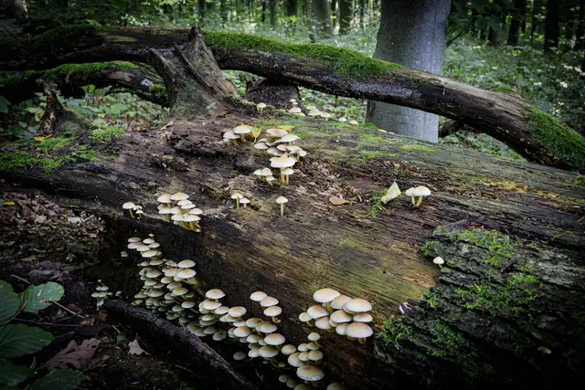 Foto: c uschipohl