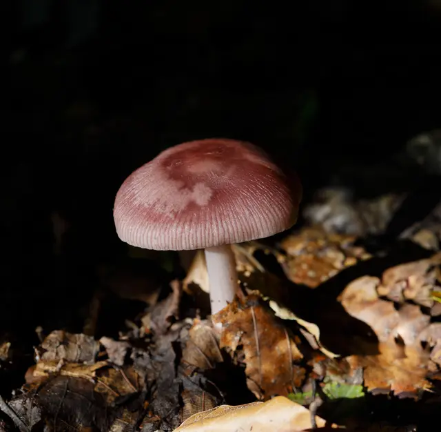 Foto: c uschipohl
