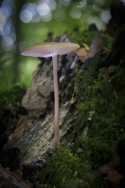 Foto: c uschipohl