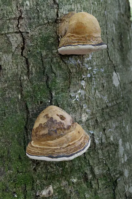 Foto: c uschipohl