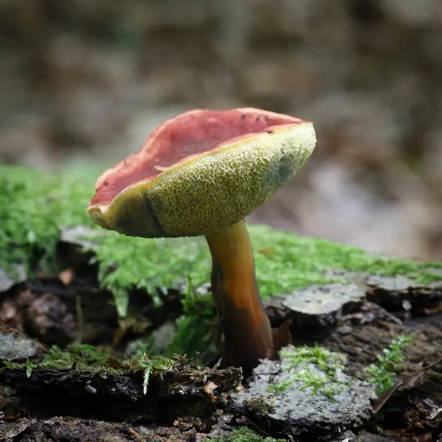 Foto: c uschipohl