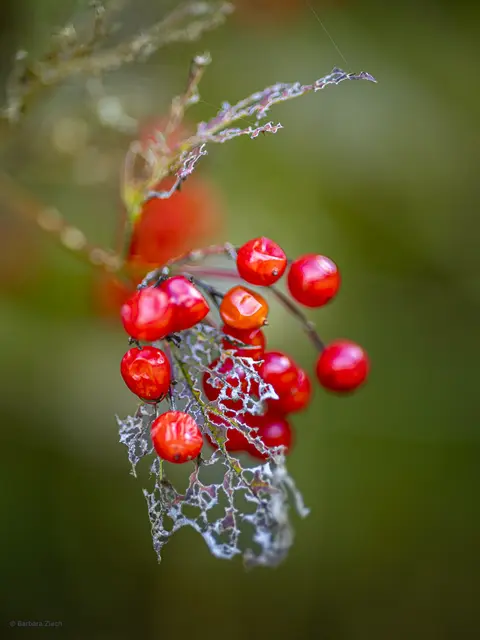 Foto: Barbara Ziech