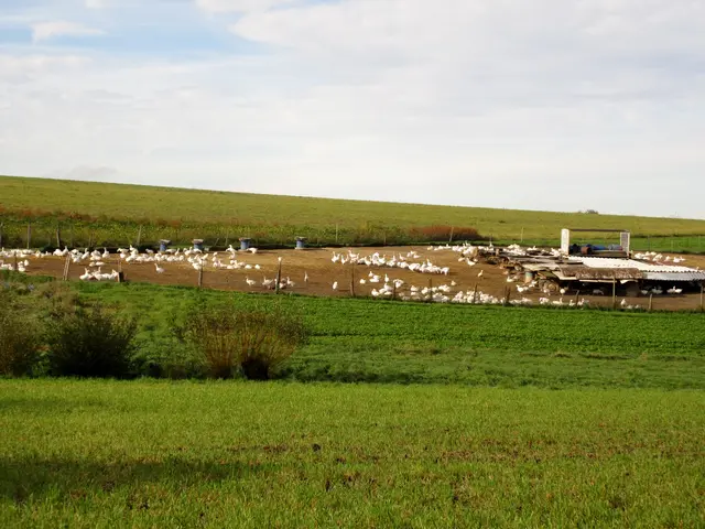 Vohenloher Gänse: Noch ahnen sie nicht, dass es am Martinstag richtig gefährlich wird... | Foto: WandernGabyErich