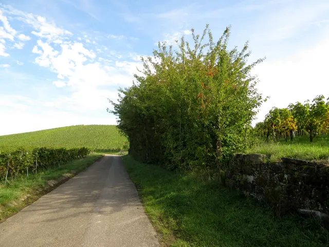 Und wieder ein Gebüsch, Landgraben | Foto: WandernGabyErich