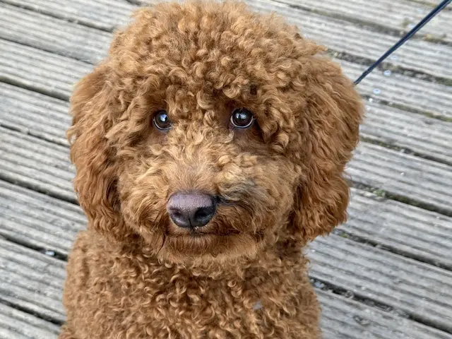 Was für ein Hundeblick! Benny von Heide Böllinger ist wirklich zum Dahinschmelzen..  | Foto: Heide Böllinger