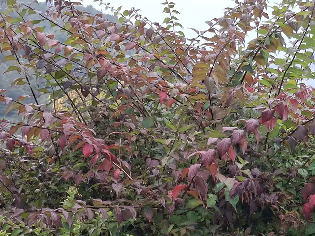 Momentan sind die Farben im Garten einfach toll🍂🍁🍂🍁 | Foto: Ralf Röser