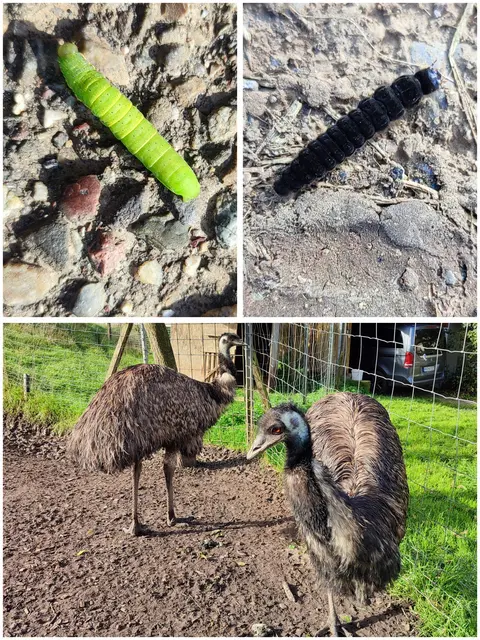 Emus auch zu sehen in Vohenlohe | Foto: Aurelia Kling
