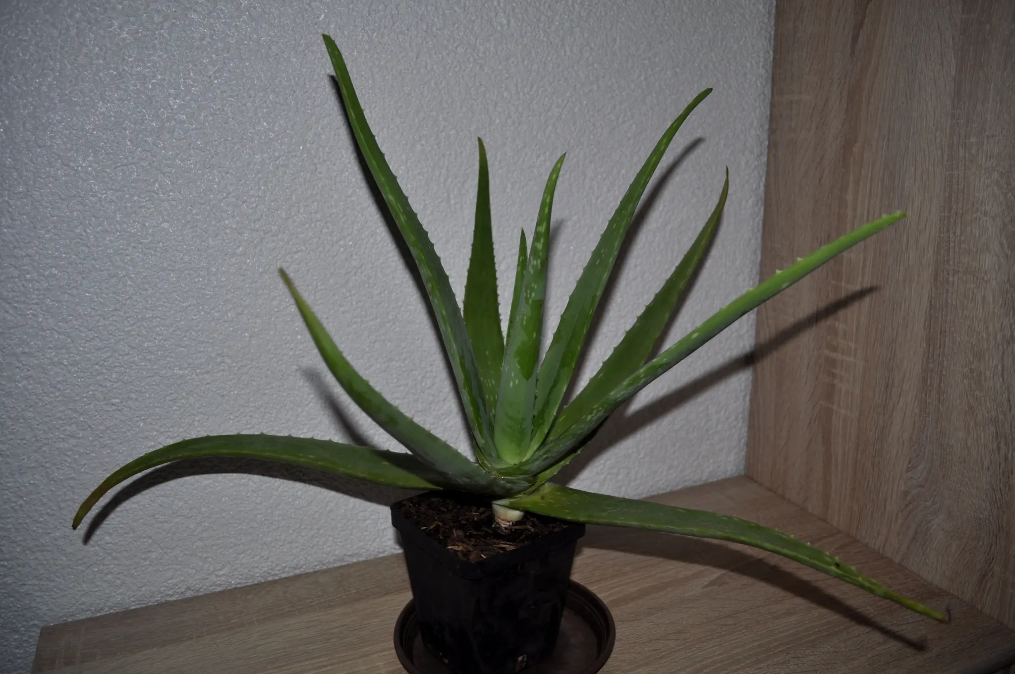 aloe vera ätherisches öl Buy Pure Aloe Vera Oil in Bulk - 100% Pure and Natural main image 1