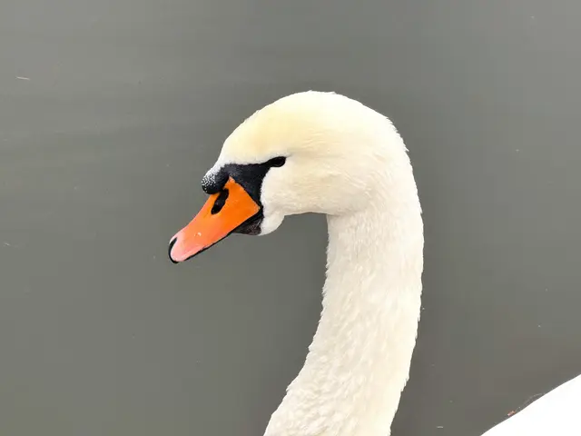 Foto: Heide Böllinger aus Bad Friedrichshall