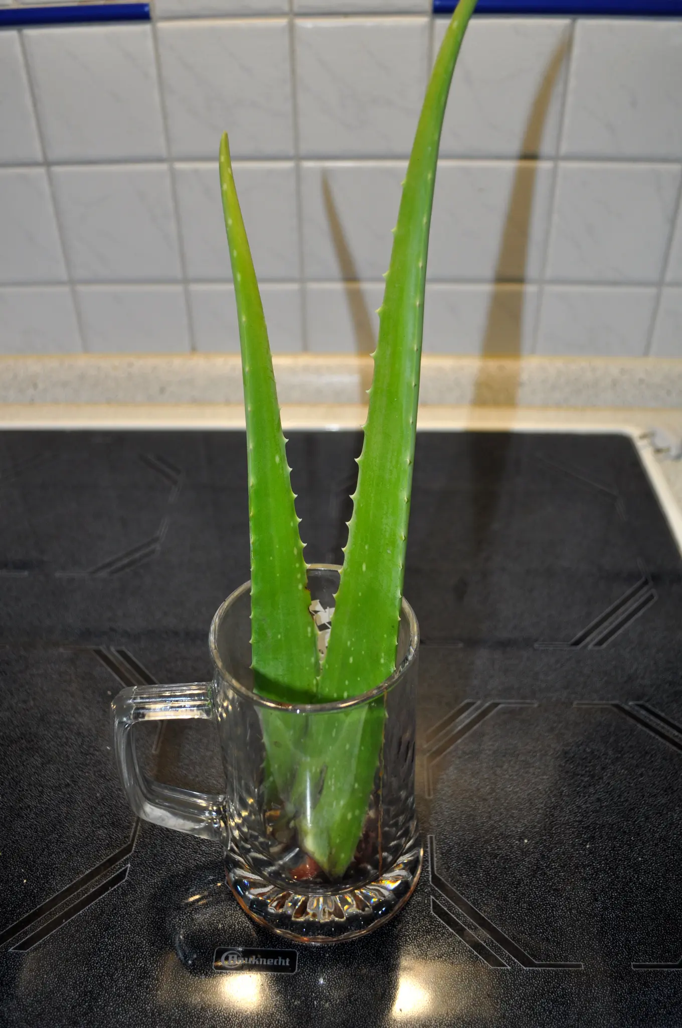 Heilpflanzen: Aloe Vera richtig benutzen. - Untergruppenbach