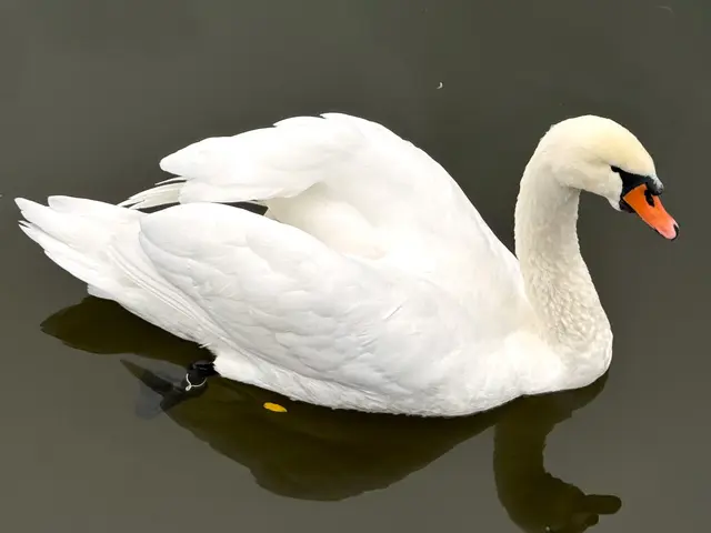 Foto: Heide Böllinger aus Bad Friedrichshall