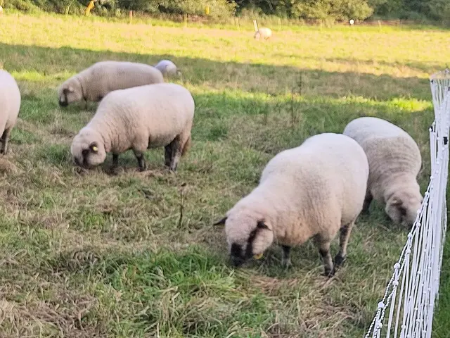 Alle restlichen Schafe der Herde waren ohne jegliche Einschränkungen. | Foto: Daniela Somers