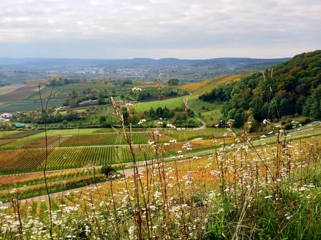 Die Weinberge liegen uns wohlgeordnet in unterschiedlichen Herbstfarben zu Füßen.   | Foto: sigischlottke