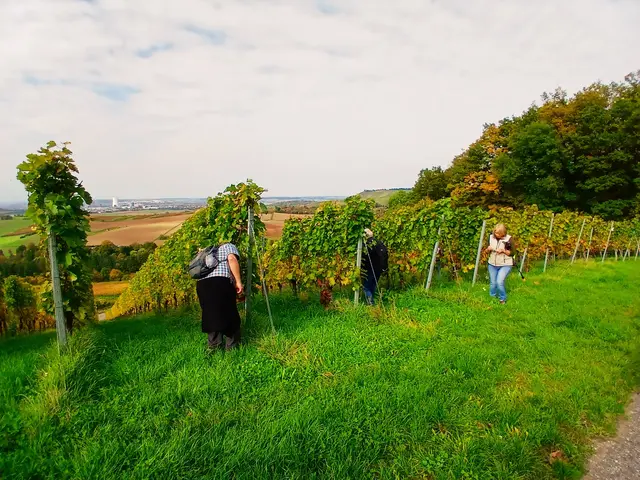 Ui,  hier gibt's noch viel zu stupfeln 😁. Die von der Weinlese übrig gebliebenen Trauben sind zuckersüß und soooo lecker 😋.   | Foto: sigischlottke