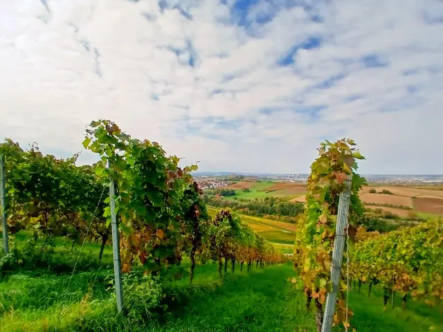 Auf diesem Weg immer im Blick - Rebenzeilen, Heilbronn und das Neckartal.  | Foto: sigischlottke