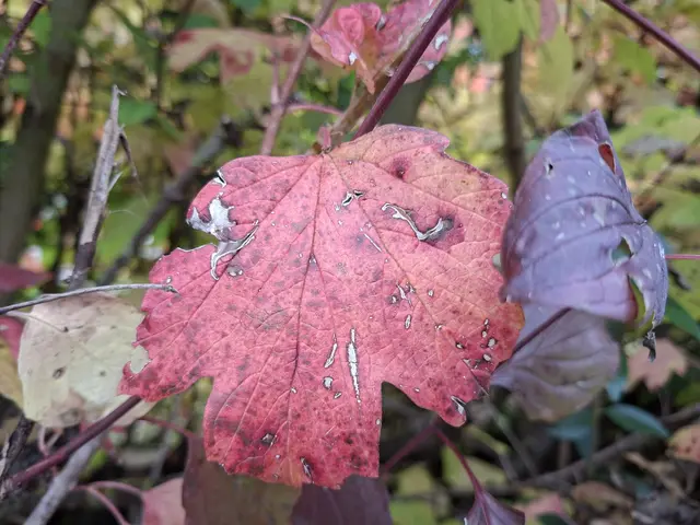 Bissle raus in die schöne Natur🍂🍁🍂🍁🍂 | Foto: Ralf Röser
