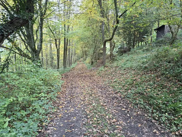 Bissle raus in die schöne Natur🍂🍁🍂🍁🍂 | Foto: Ralf Röser