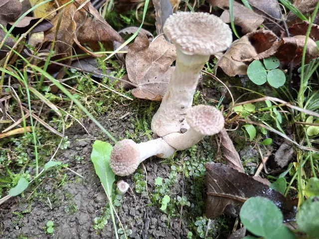 Bissle raus in die schöne Natur🍂🍁🍂🍁🍂 | Foto: Ralf Röser