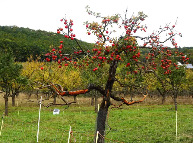 Ein Wunder der Natur - fast toter Baum mit soviel Früchten! | Foto: Isolde Reitz