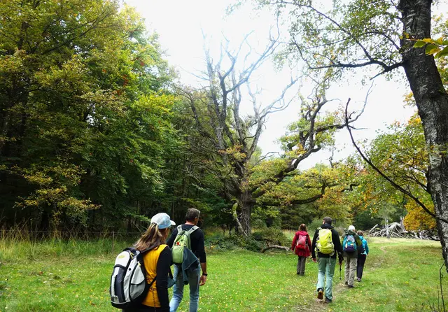 Das ehemalige Hute - und Weidewalgebiet der Oberen Viehweide beheimatet sehr seltene Pflanzen - und Tierarten. | Foto: Isolde Reitz