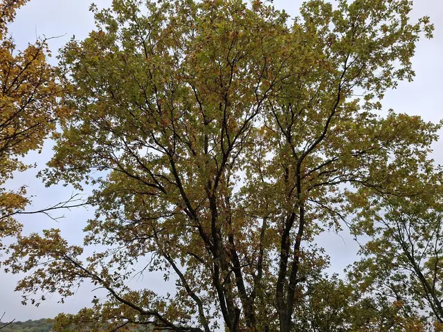 Bissle raus in die schöne Natur🍂🍁🍂🍁🍂 | Foto: Ralf Röser