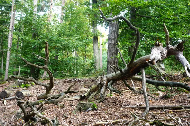 Was ist denn das für eine Gestalt! | Foto: Isolde Reitz