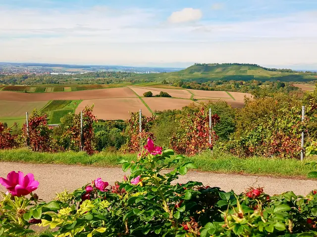 Heckenrosen strahlen mit den Herbstfarben der Reben um die Wette.  | Foto: sigischlottke