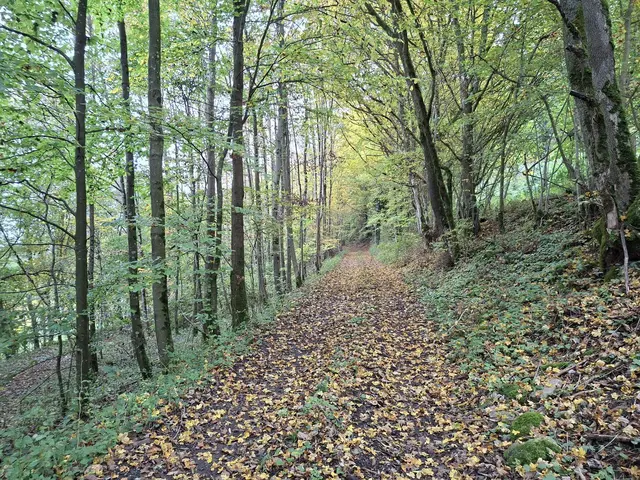 Bissle raus in die schöne Natur🍂🍁🍂🍁🍂 | Foto: Ralf Röser