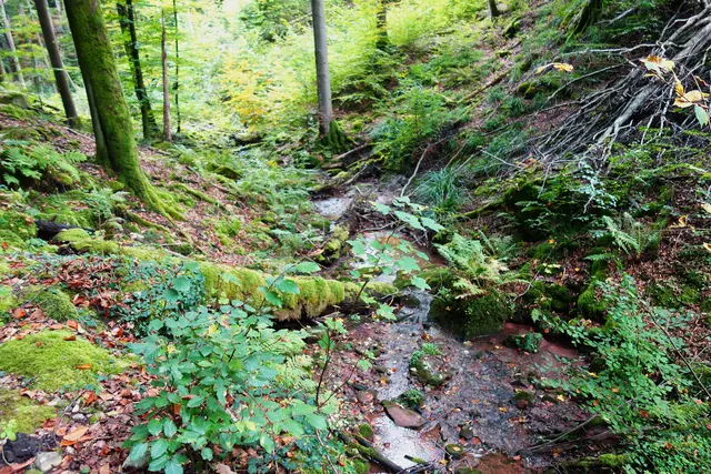Der Steinbach sucht sich seinen Weg durch das zauberhafte Tal. | Foto: Isolde Reitz