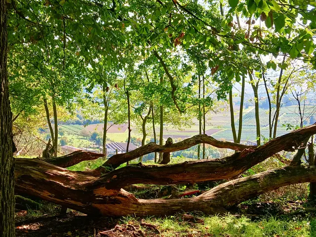 Der Baum wirkt wie ein Kunstobjekt. | Foto: sigischlottke