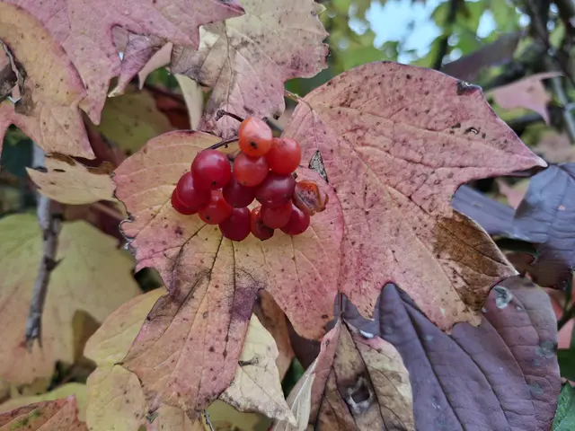 Bissle raus in die schöne Natur🍂🍁🍂🍁🍂 | Foto: Ralf Röser