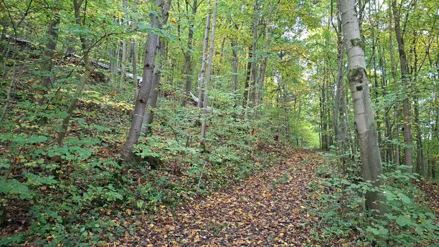 Bissle raus in die schöne Natur🍂🍁🍂🍁🍂 | Foto: Ralf Röser